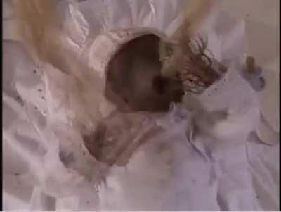 We made it to cursed videos boysss