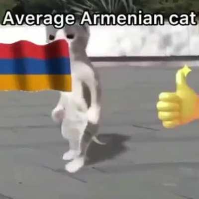 armenian cat 👍