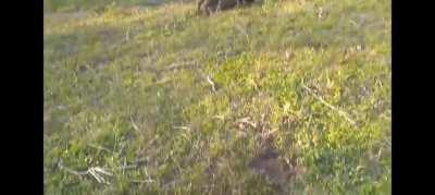 WCGW When you touch a pig