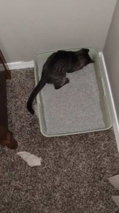 A whole apartment to play in and baby Jenny decided to have the zoomies in her litter box