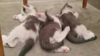 Stop sleeping and play with me!