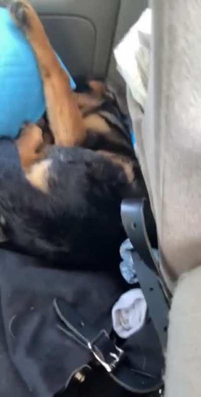 Nothing disrupts his naps