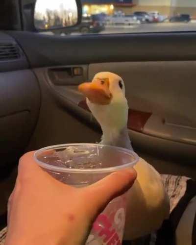 Bom dia cavalheiros, vim alegrar vosso dia!