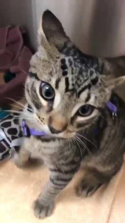 Pigeon has been a menace from the start 😂