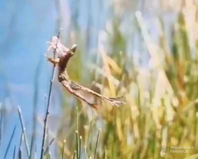 to catch a dragonfly