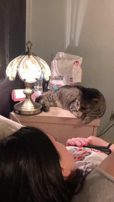 The Booper with adjustable brightness control... cat not included