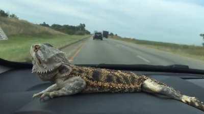 Road trip with a bearded dragon….