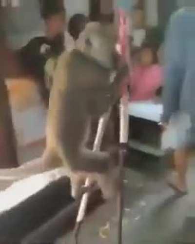 Monkey fucks it.
