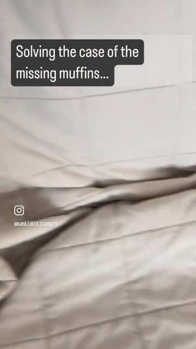 Kaya the muffin hoarder 