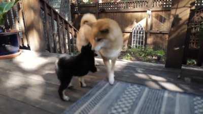 Baby Walter and big Doge are now best friends