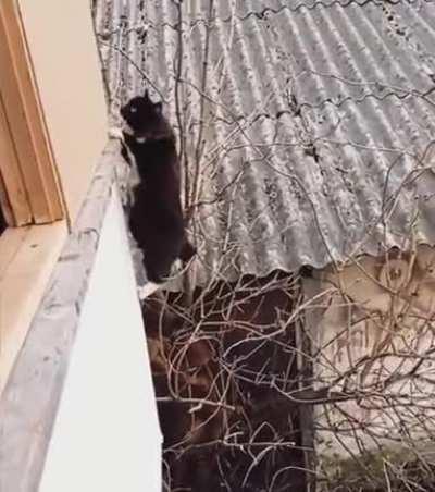 Cat Practicing to Become A ASSASSIN >:D