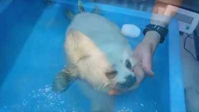 First swim lesson for rescued baby seal