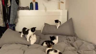 Apex purrdators in action