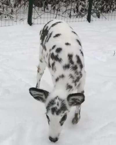 A deer of a different color