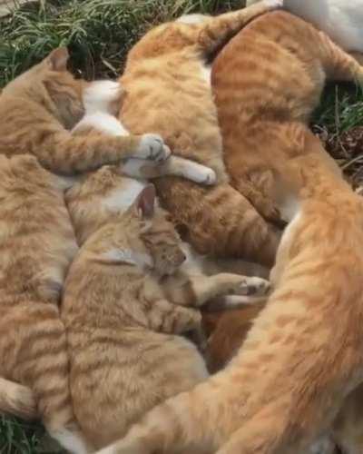 cAt iNsPecTs pIlE oF dEaD cLoNeS bEfOrE aCcEpTiNg hIs oWn fAtE