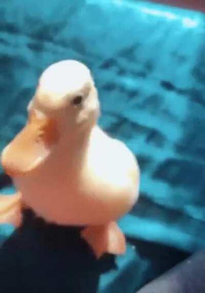 Just a cute little duck