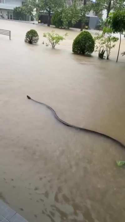 🔥The size of this snake in Thailand floodwaters