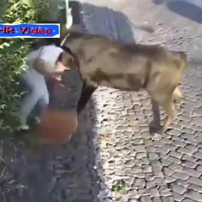 Bull assisted crayon