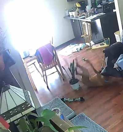 Boxer viciously attacked by houseplant (unhurt) OC