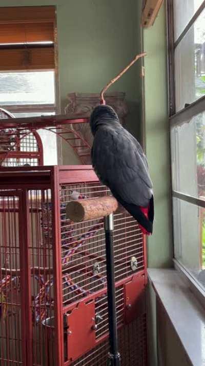 Apollo going through human body functions