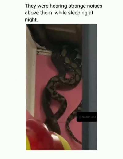 Absolute unit of a wiggly boy