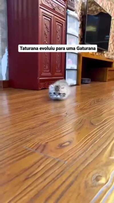 O famoso Gaturana