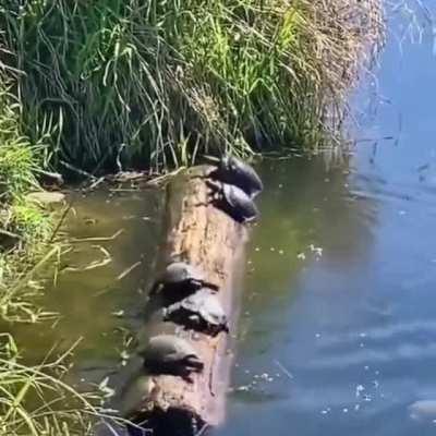 Turtles playing a game