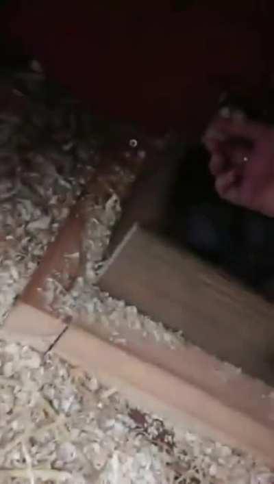 - Come see and help me with my BABYS, hooman!