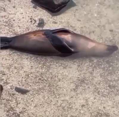 This seal has reached a new peak of chill