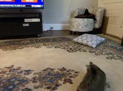 This is my favorite toy. I carry it around in my mouth and cry until someone will finally play with me.