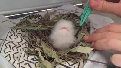 Baby Frogmouth Bird.