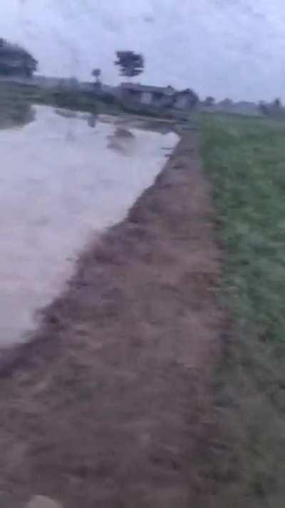 There's alot of mosquitoes in Texas