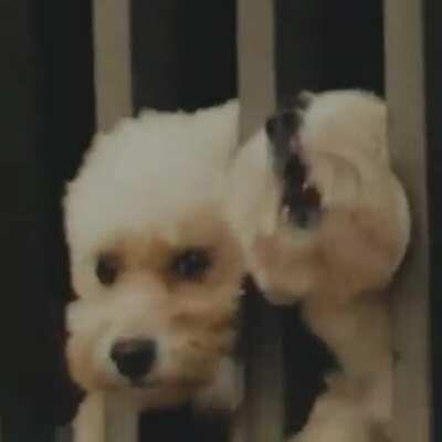 Crash Bandicoot + Brazil = Crazy marketing strategy