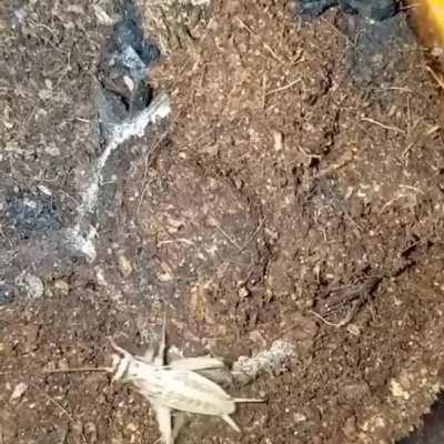 Thanks I hate hidden spider