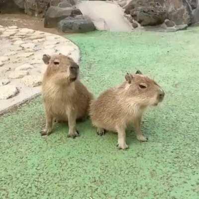 capivarinhas assobiando!