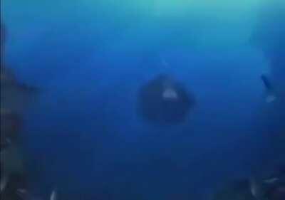 Abram espaço para o mister monkey macaco