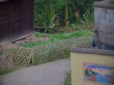 Playing with your dog