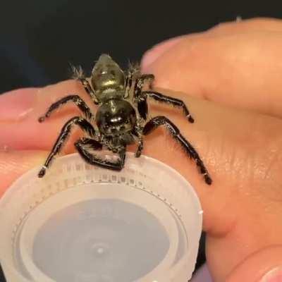 Here is Spoink drinking some water!!