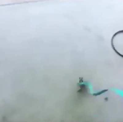 Local Altrive discovers frog