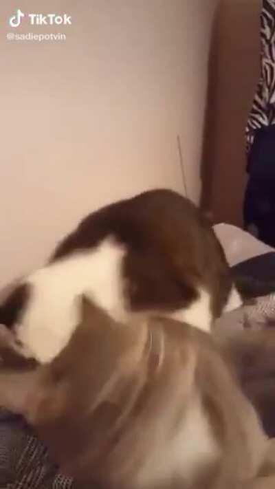 AAAAAAAAAAAAAAAAAAAAAA