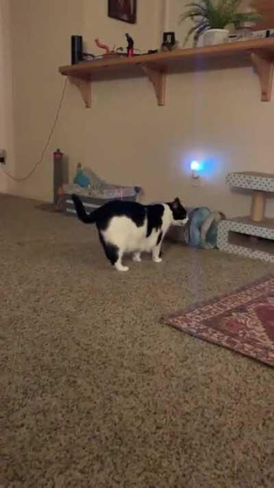 This is her favorite thing to do: grab a toy, and walk around meowing with it in her mouth. She usually also like to do this around 3am