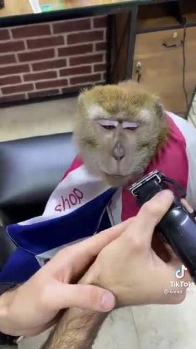 Monke gets haircut