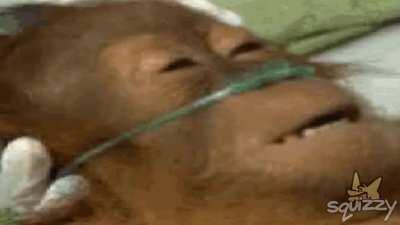 Reject Humanity (credit: Squizzy)