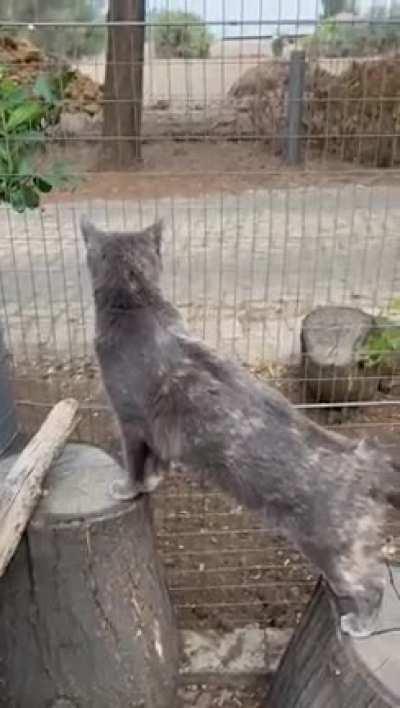 Went on vacation and left my cat at a pet hotel, got this from them.