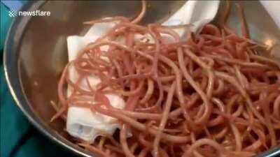 神蛆被一网打尽