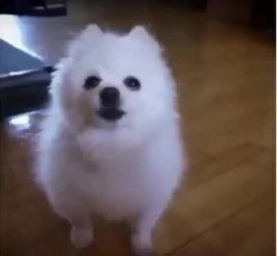 This is the funniest videos I've seen... LOL!