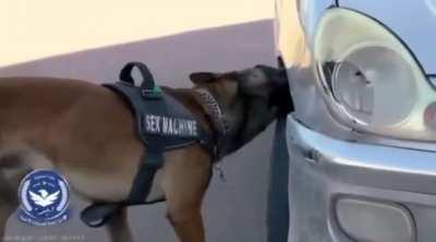 Based 🇱🇾GNU/Tripoli police dog. Sex machine 🐶🐶🐶