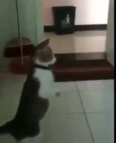 Cat.