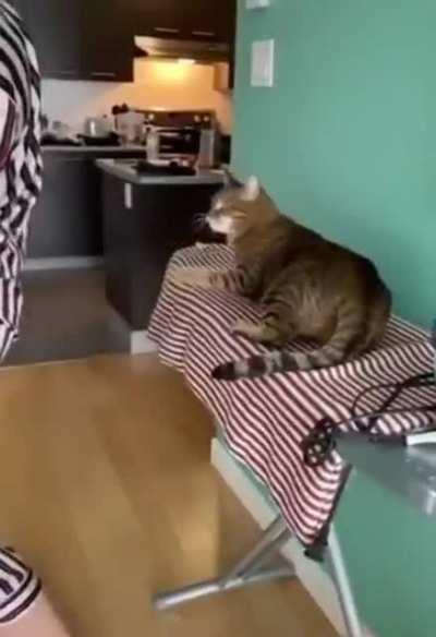 HMC while I bend in front of a cat