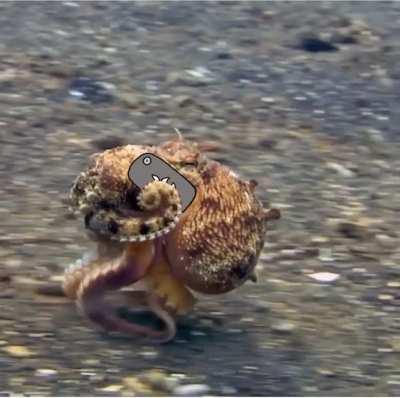 Too much pudding hey